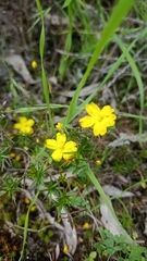 Hibbertia exutiacies