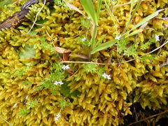 Sherardia arvensis