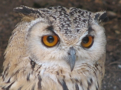 Bubo