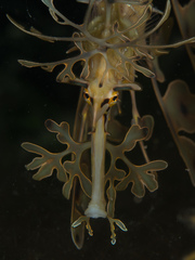 Phycodurus eques