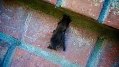 Myotis austroriparius