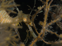 Phycodurus eques
