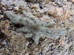 Allostichaster polyplax