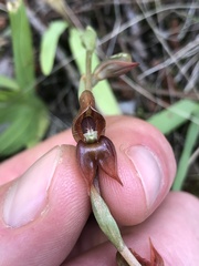 Pterostylis squamata