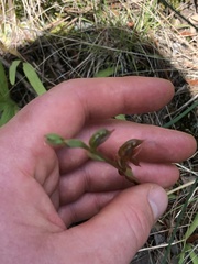Pterostylis squamata