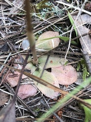 Pterostylis squamata