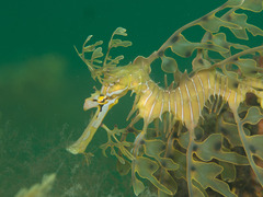 Phycodurus eques