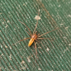 Cheiracanthium gracile