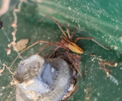 Cheiracanthium gracile