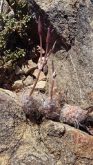 Anacampseros albidiflora