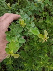 Lespedeza stuevei