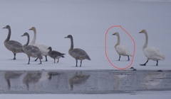 Cygnus columbianus bewickii