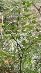 Acer serrulatum