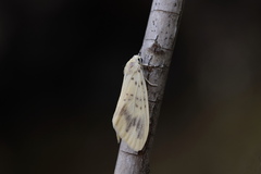 Barsura nubifascia