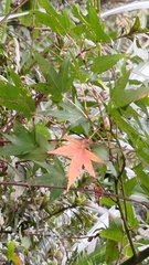 Acer serrulatum