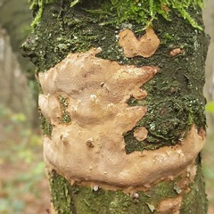 Fomitiporia punctata