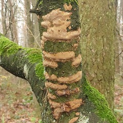 Fomitiporia punctata