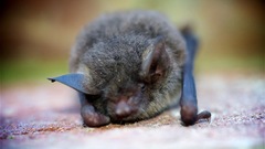 Myotis austroriparius