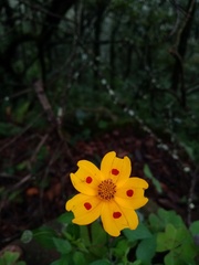 Bidens ocellata