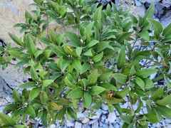 Olearia avicenniifolia