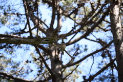 Todiramphus sanctus vagans