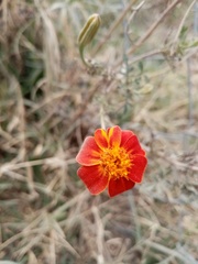 Tagetes patula