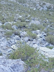 Olearia avicenniifolia