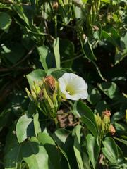 Ipomoea corymbosa