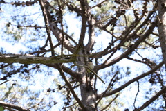 Todiramphus sanctus vagans