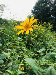 Tithonia