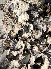 Saccostrea glomerata