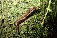 Newzealandia