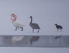 Cygnus columbianus bewickii