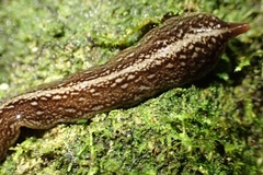 Newzealandia