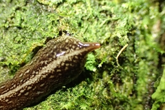 Newzealandia