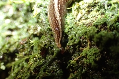 Newzealandia