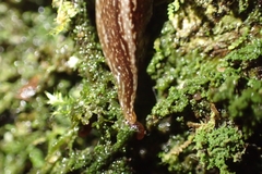 Newzealandia