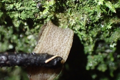 Newzealandia