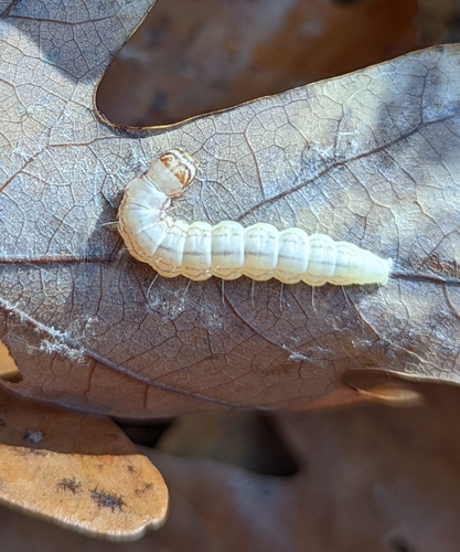 Schlaeger's Fruitworm Moth photo 3