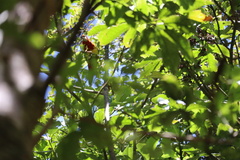 Platycercus eximius eximius