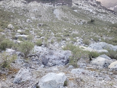 Olearia avicenniifolia