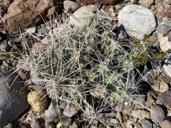 Grusonia aggeria