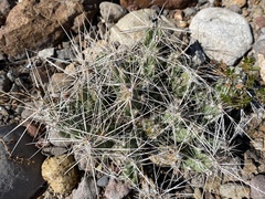 Grusonia aggeria