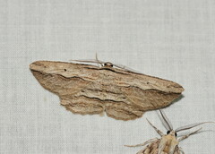 Euphronarcha luxaria