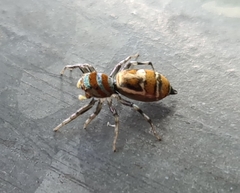 Cosmophasis micarioides