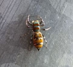 Cosmophasis micarioides