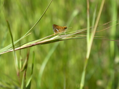 Taractrocera papyria