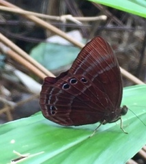 Abisara saturata kausambioides