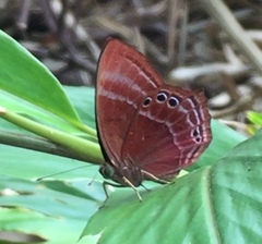 Abisara saturata kausambioides