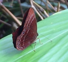 Abisara saturata kausambioides